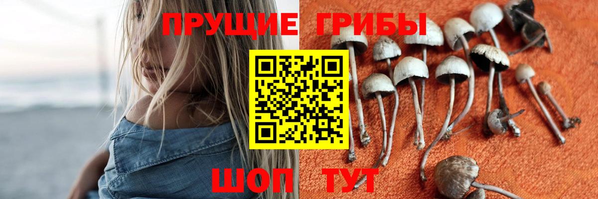 Псилоцибиновые грибы Psilocybe Великие Луки
